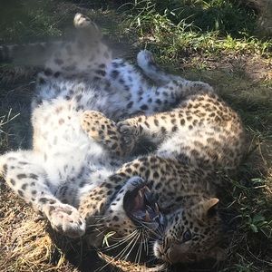 Meet your Posher, Casey